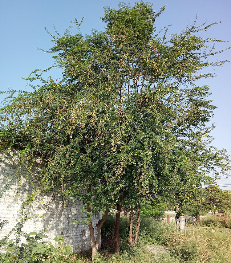 You are currently viewing Childhood Memories