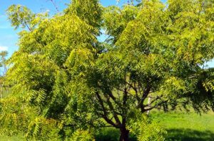 Read more about the article Corona and Superstition