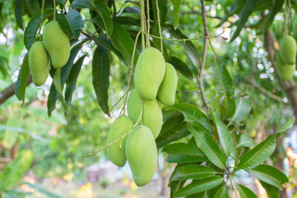 Mangos On Tree 1024x683